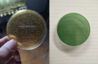 虾蟹养殖业的革新曙光 南山生物科技金甸系列生物制品重磅发布